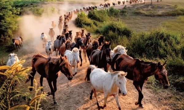 The sound of horse hooves in the mountain forest of Viet Bac